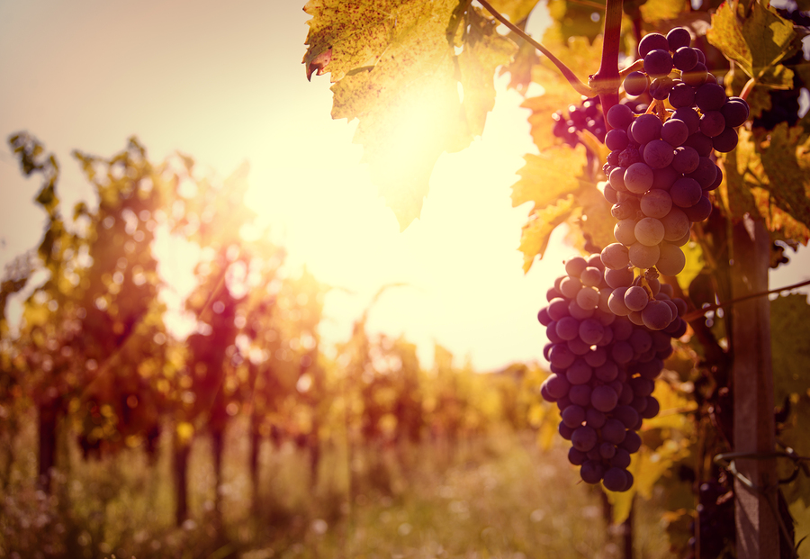 Number of British Wine Makers on the Rise